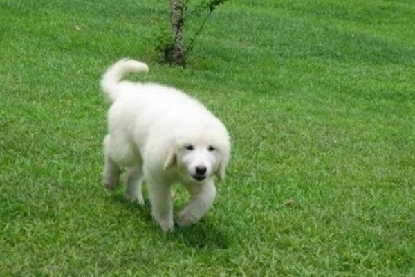 大白熊禁养原因,大白熊犬被禁养