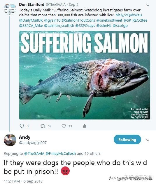 挪威三文鱼养殖环境恶劣纪录片,挪威三文鱼养殖环境恶劣新闻