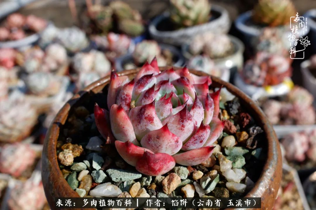 多肉对比图片,多肉对比高清图