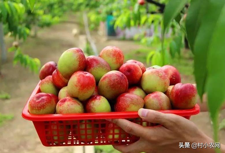 现在山东油桃都有什么品种,大连油桃与河北油桃区别