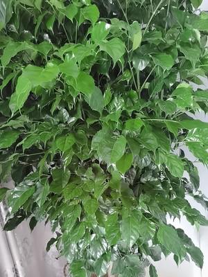 第一次买绿植要注意什么,第一次买绿植