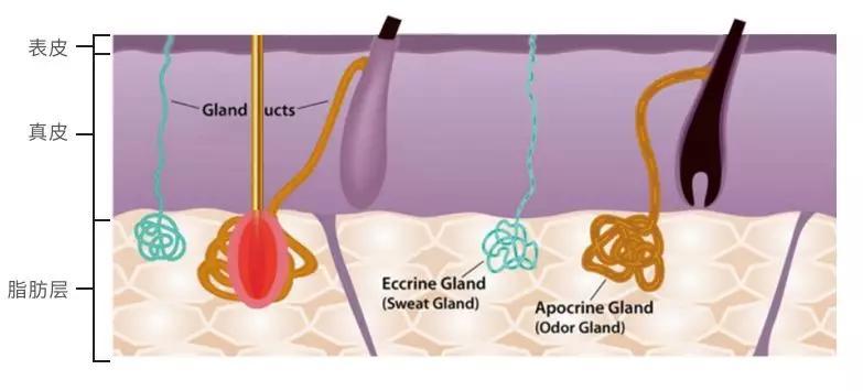 黄金微针射频治疗腋臭原理,微等离子射频无创治疗腋臭