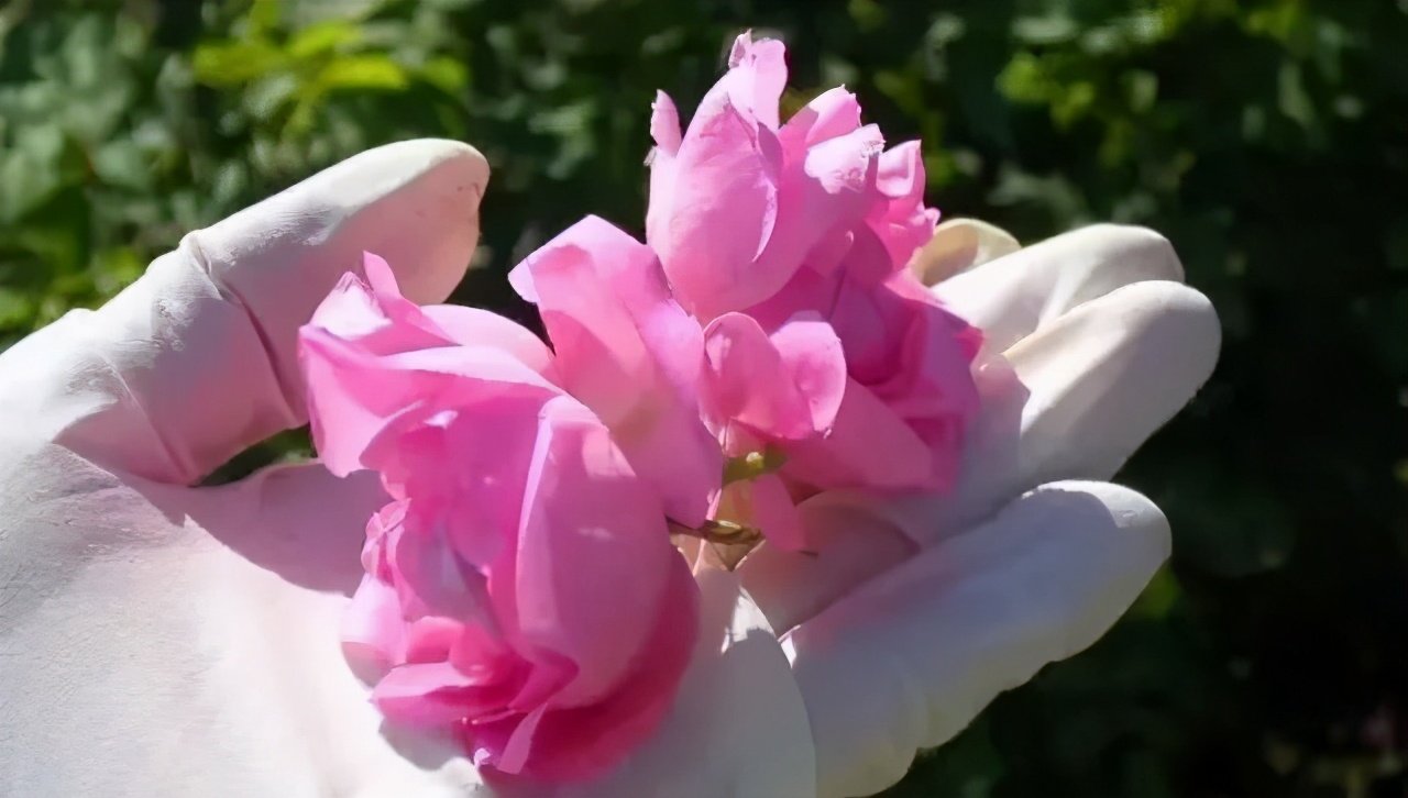 大马士革玫瑰纯露10大优点及理由,大马士革玫瑰纯露跟白玫瑰纯露