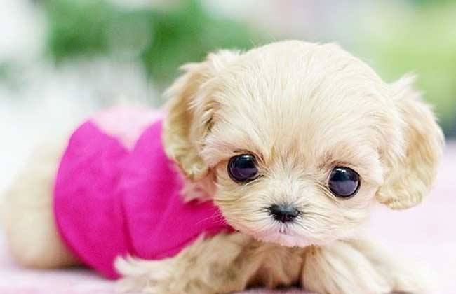 茶杯犬有病毒吗辟谣,为什么茶杯犬这么小却不能养