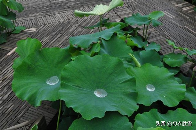 关于荷叶的三首古诗,关于荷叶荷花的古诗有哪些