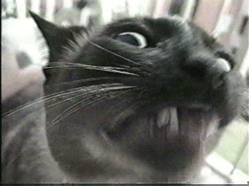 猫咪体温多少度才算正常,猫咪正常的体温应该是多少