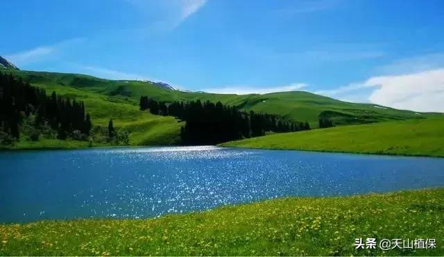 伊犁可克达拉草原,伊犁草原之旅