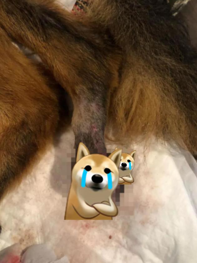 德牧照顾受伤的主人,德牧残疾