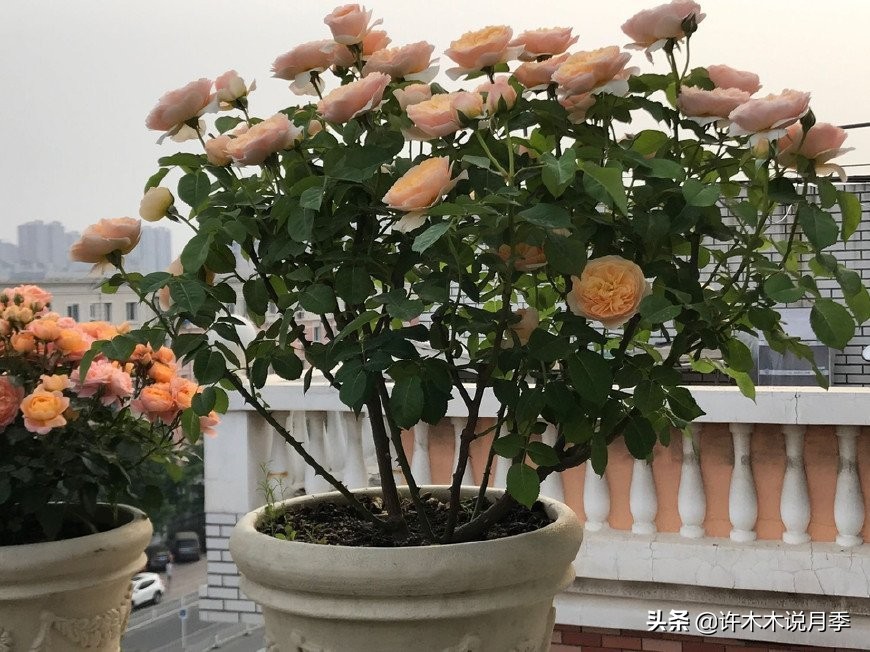 月季花苗怎么种不活,月季盆栽的种植方法和注意事项