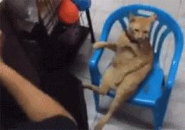 猫圈玄学,十橘九渣