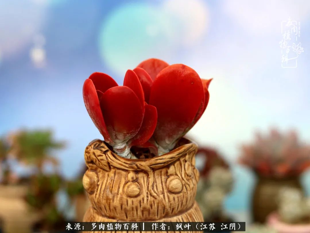 春有约，花不误，多肉与春天有个约会