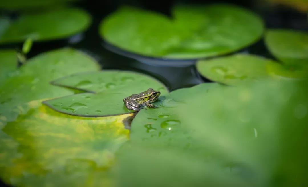 建一座完全不打药的生态花园，所有生命在这里和谐共处，值得收藏
