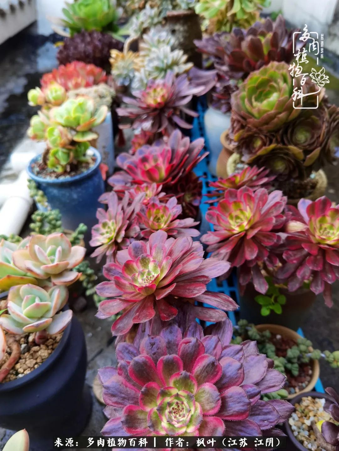 春有约，花不误，多肉与春天有个约会