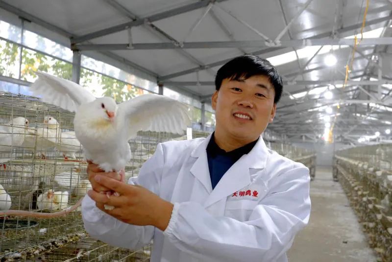 金银花喂鸽子的方法,喂鸽子喝水是怎么回事