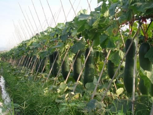 冬瓜怎么管理高产,冬瓜怎么管理才多结瓜