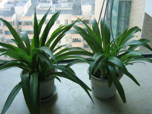 吊兰怎么水养才能更旺盛,水养吊兰怎么养才能爆盆和爬满墙