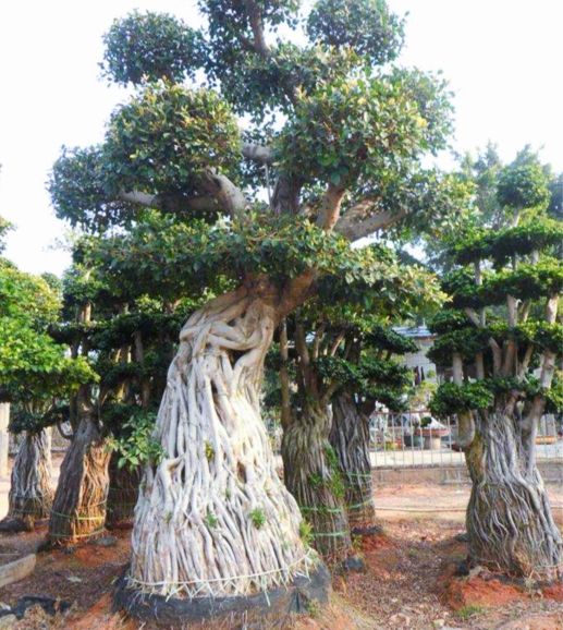 小根榕树盆景制作,榕树怎么盘根好看