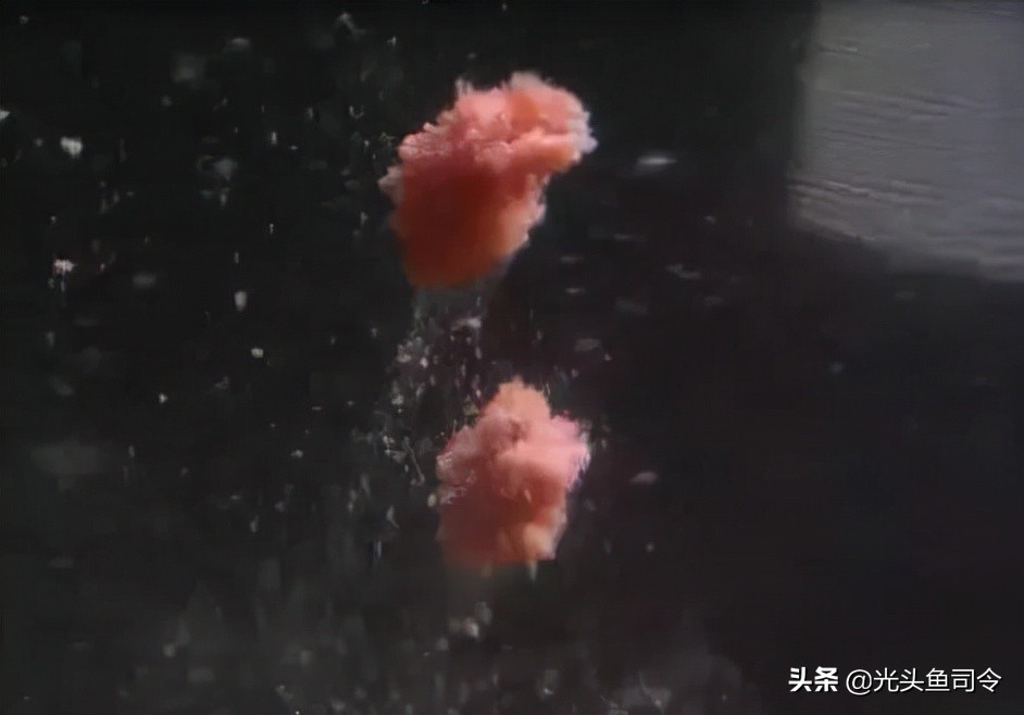 夏季野钓浓腥饵效果怎么样,腥饵是不是更容易招小鱼