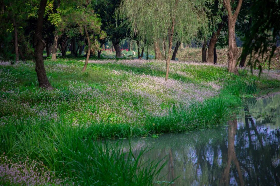 蓼花盛放成海，扬州又多了一处赏秋秘境