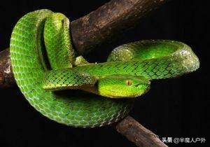 野外生存的知识有哪些,农村常见的蛇类你都认识吗