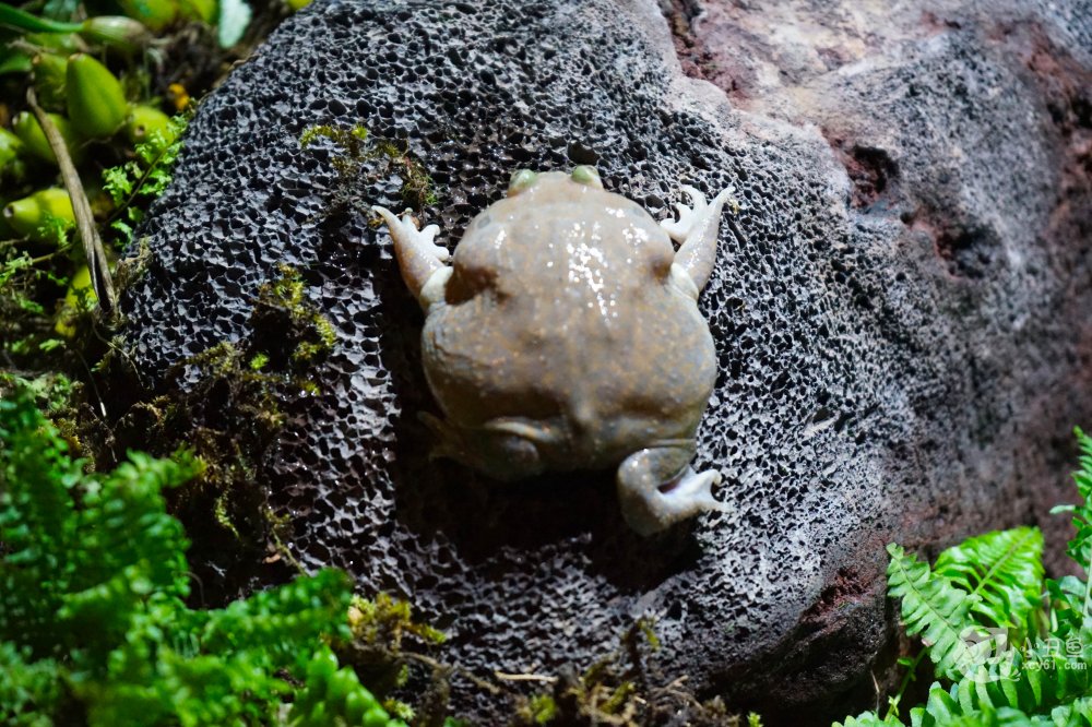 儿童玩的遛娃好去处,有动物的溜娃好去处
