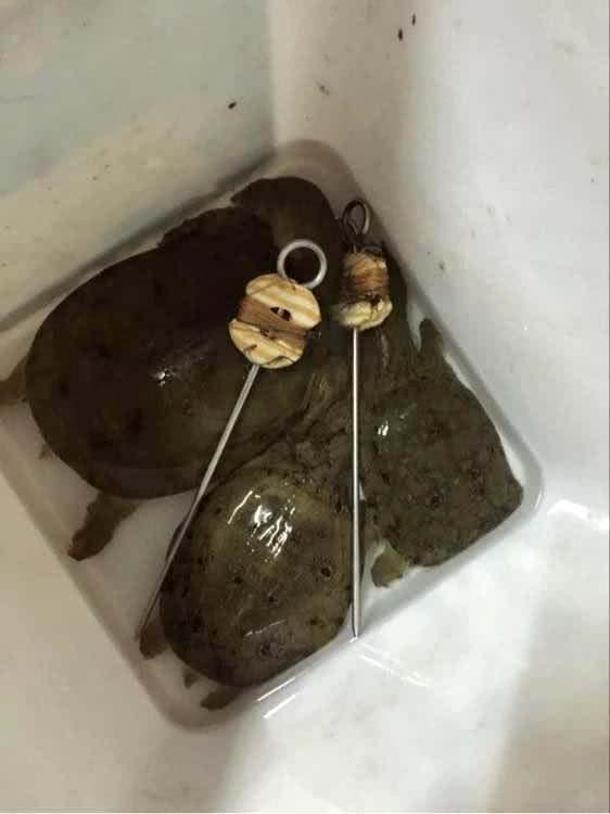 猪肝钓甲鱼真有那么神奇吗,猪肝钓甲鱼放在水里几个小时有效