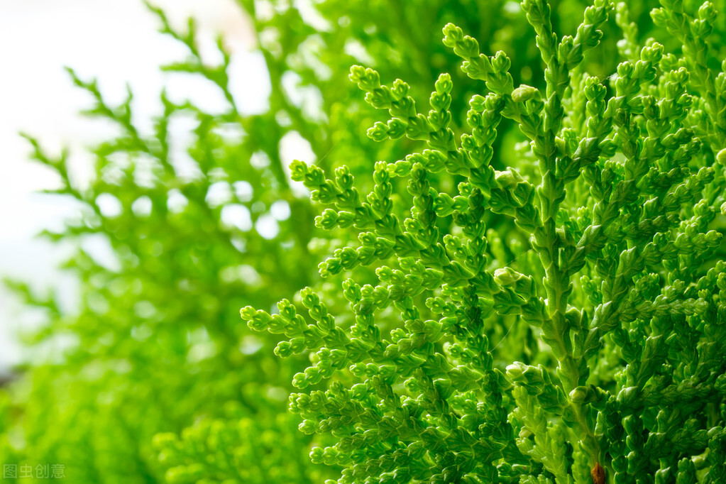 生姜擦头皮管用吗防脱发,生姜擦头皮可以生发防脱发吗