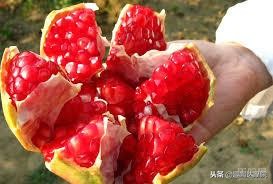 老人说“一个石榴十副药”,到底有什么科学依据?看完长知识了