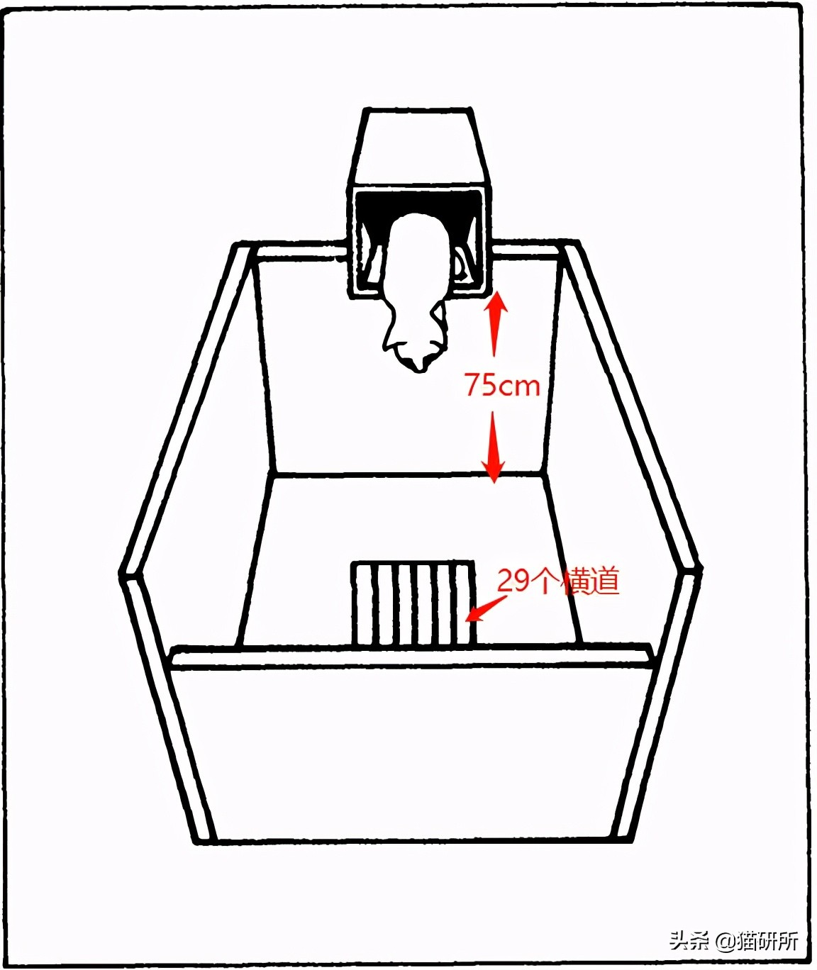 猫咪斗鸡眼是什么意思,猫咪斗鸡眼困倦不爱动微微颤抖