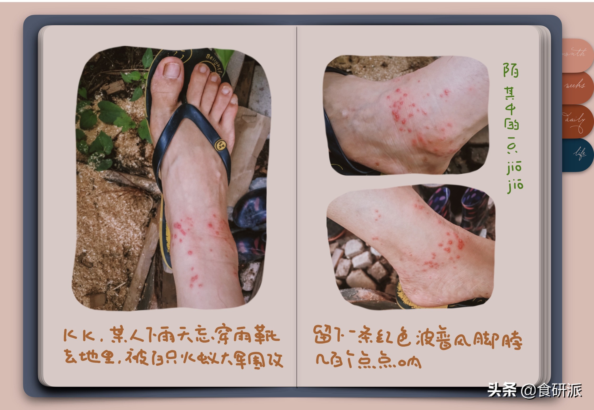 夏天养什么植物驱赶蚊子,家里蚊子多养什么植物