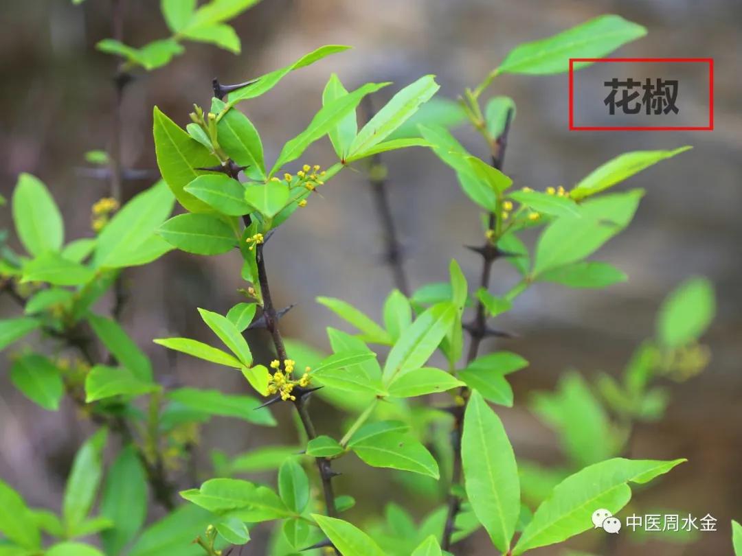 品味本草之美（第一季）