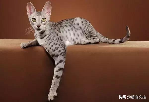 盘点顶级宠物,最贵的宠物猫是什么品种