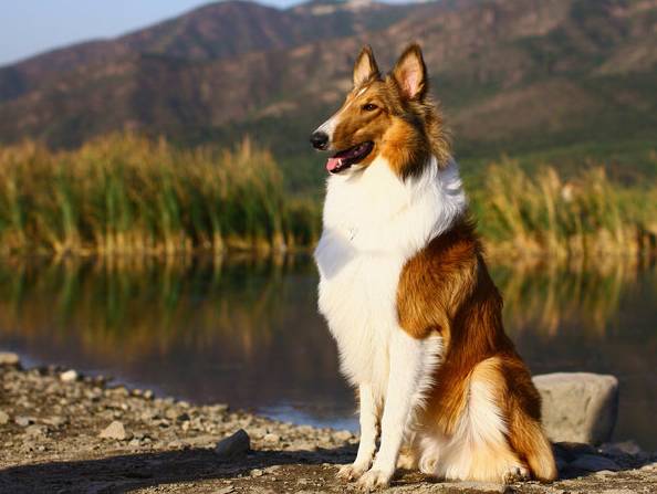 各种狗狗身价排名,各种狗的待遇对照表