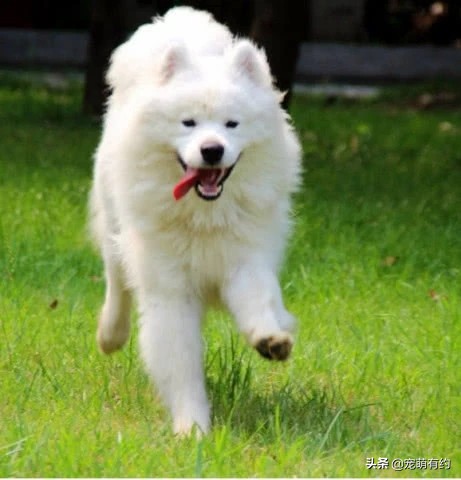 挑选萨摩耶尾巴,挑选萨摩耶幼崽