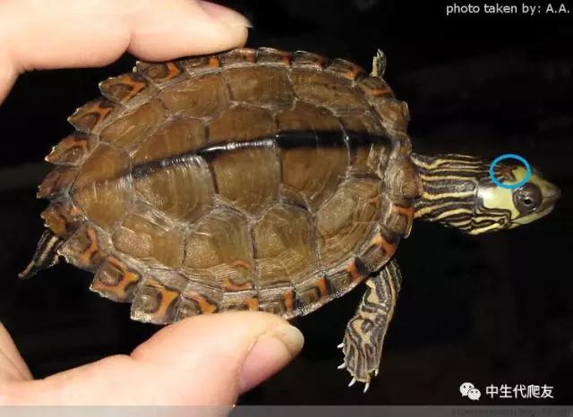 正宗的地图龟,史上最差的地图龟