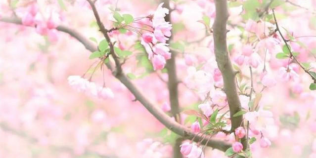 描写蝴蝶的超美短诗词,蝴蝶的诗句十首唯美