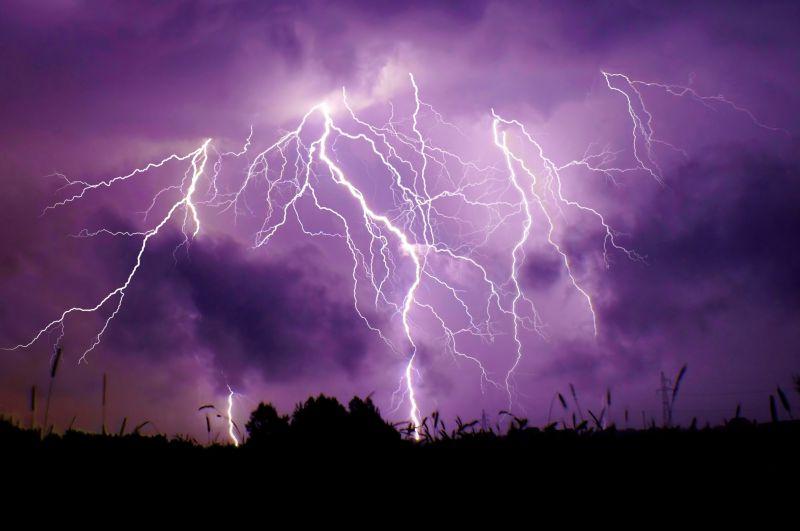 玻璃珠流浪狗,小流浪狗