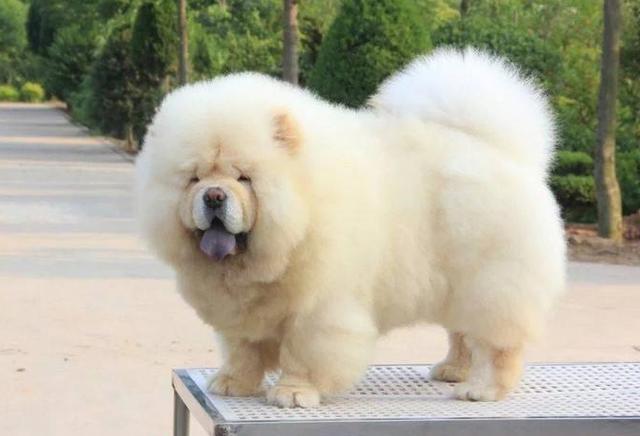 松狮犬有几种颜色,纯种松狮最大的特征