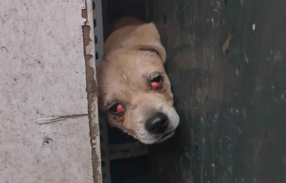 东北：因息肉，小奶狗被赶出家门成为流浪狗，获救后狗狗成功逆袭