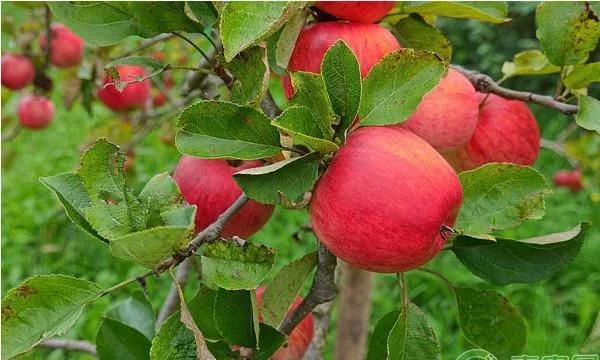 苹果现在的行情单价每斤多少钱,现在苹果价格多少钱一斤