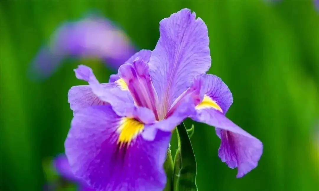 美美美！余杭七大花海组团来袭，遍地繁花好似人间仙境