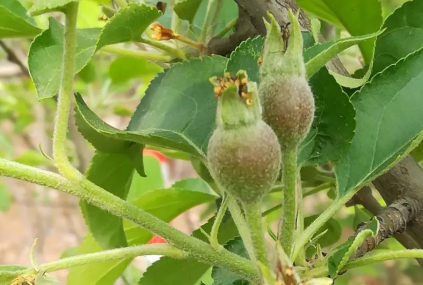 苹果缺钙后果有多严重？果农经常忽视，影响品质的关键因素之一