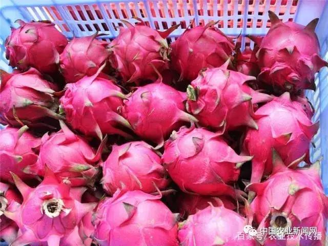 火龙果冬季浇水的正确方法,火龙果冬季修剪的正确方法