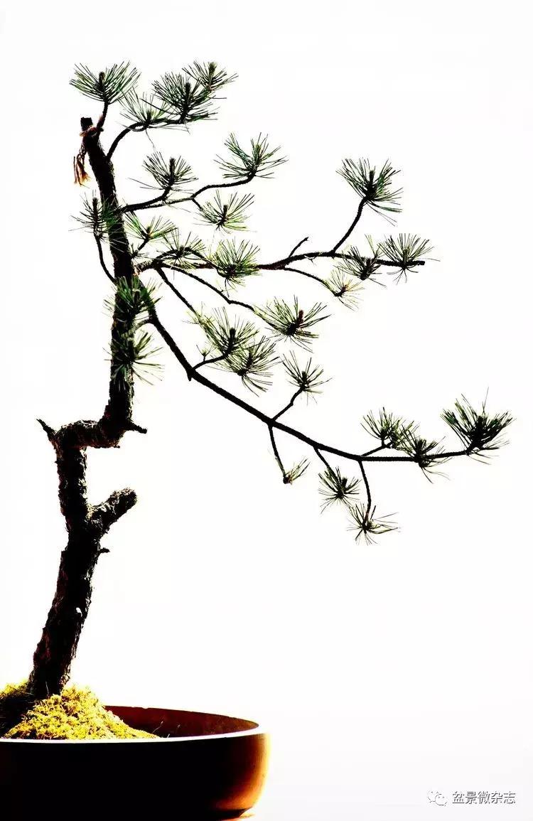 盆景艺术欣赏视频大全,盆景万象盆