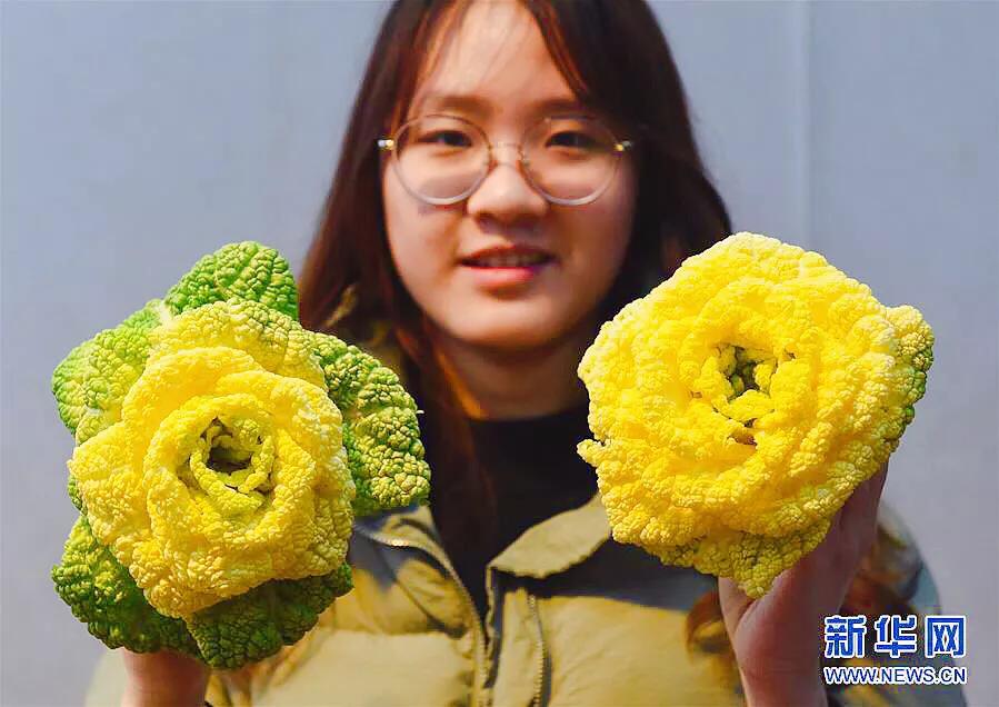 红玫瑰白菜,玫瑰花一样的白菜