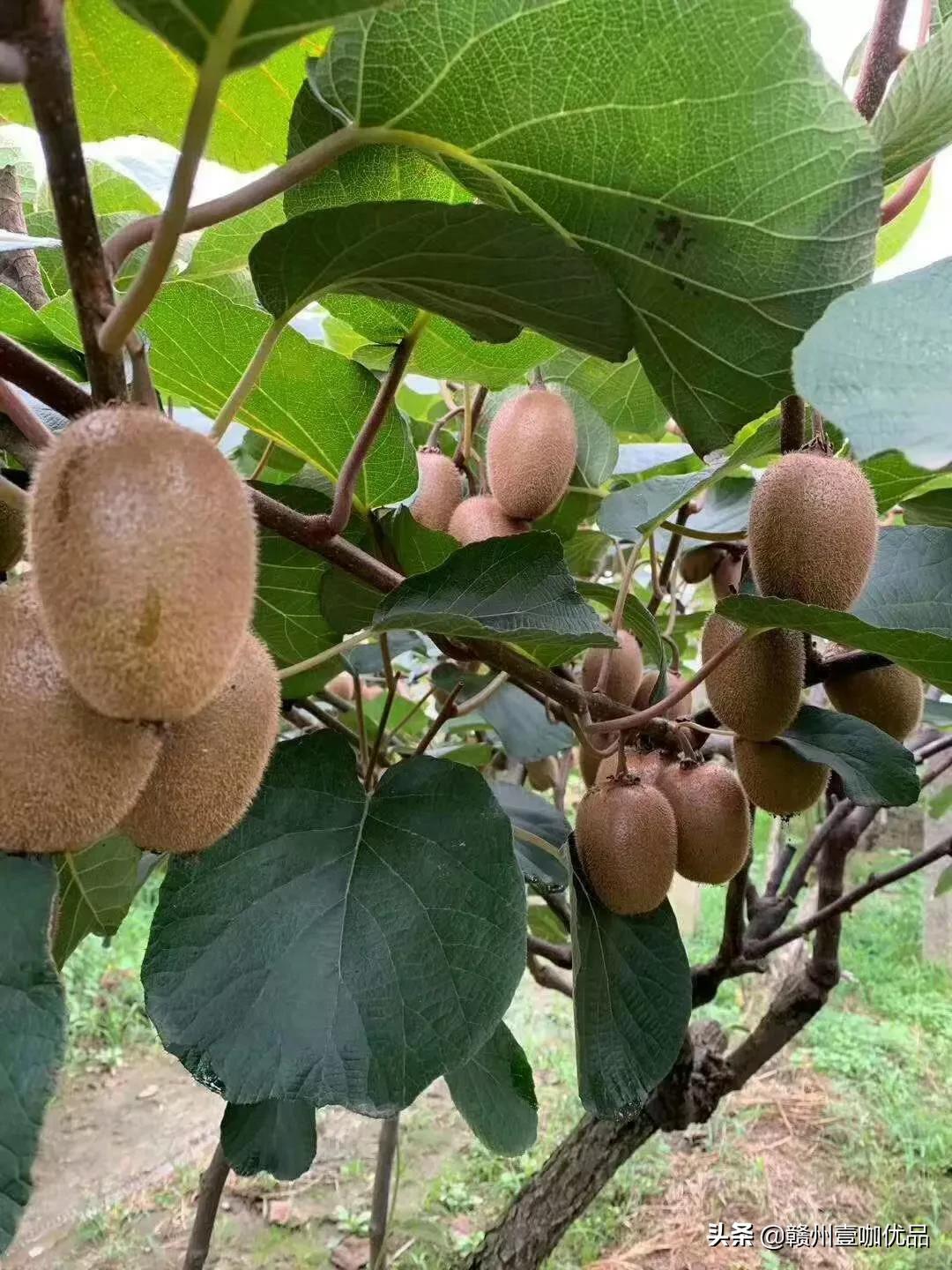 猕猴桃9块9三盒,猕猴桃9.9两盒