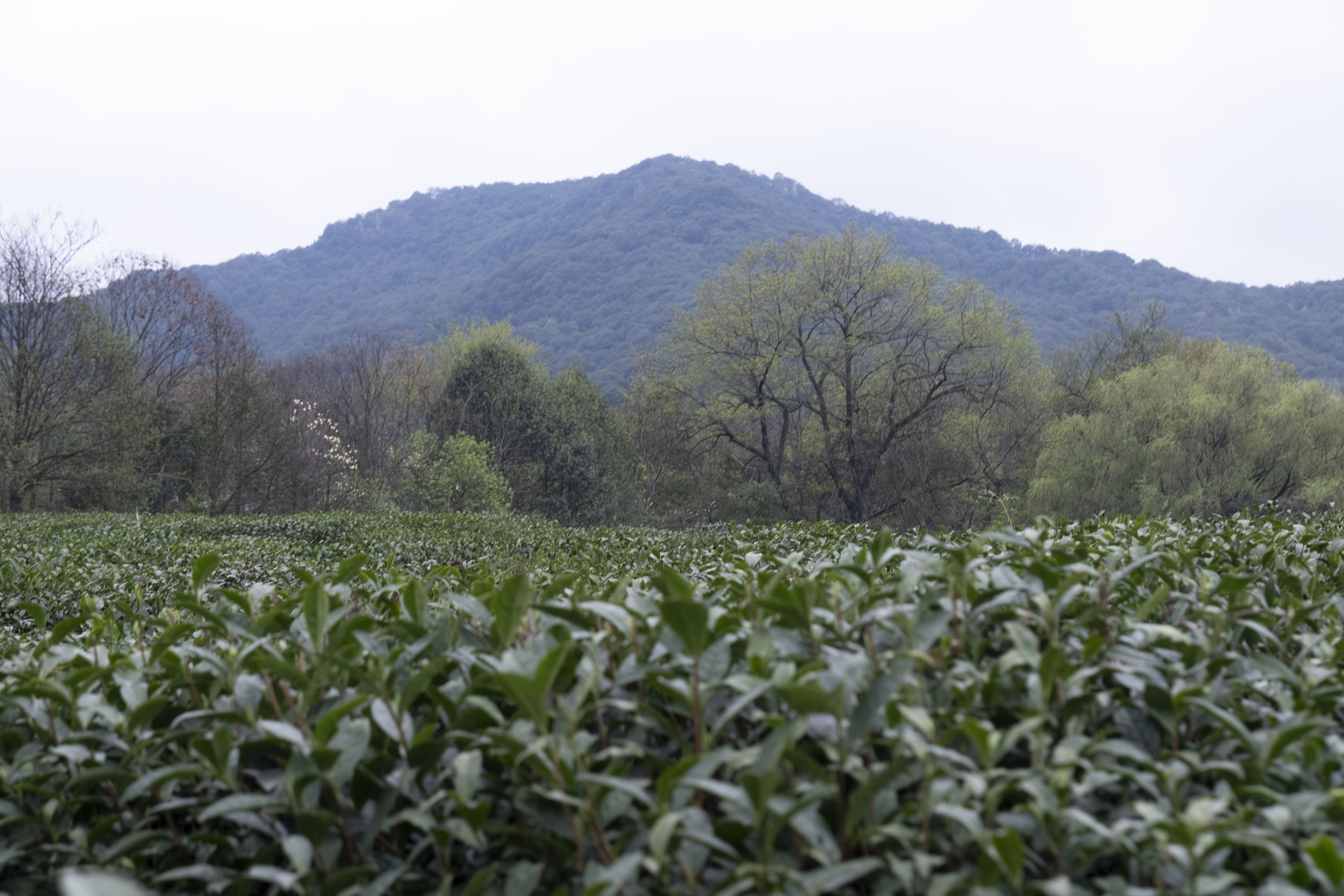 西湖龙井春茶季,龙井茶西湖明前春茶