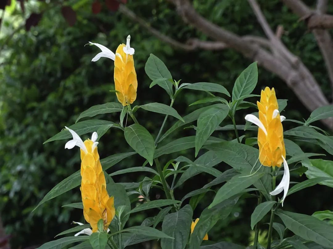 100种常见观叶植物图鉴史上最全,农村常见的100种植物