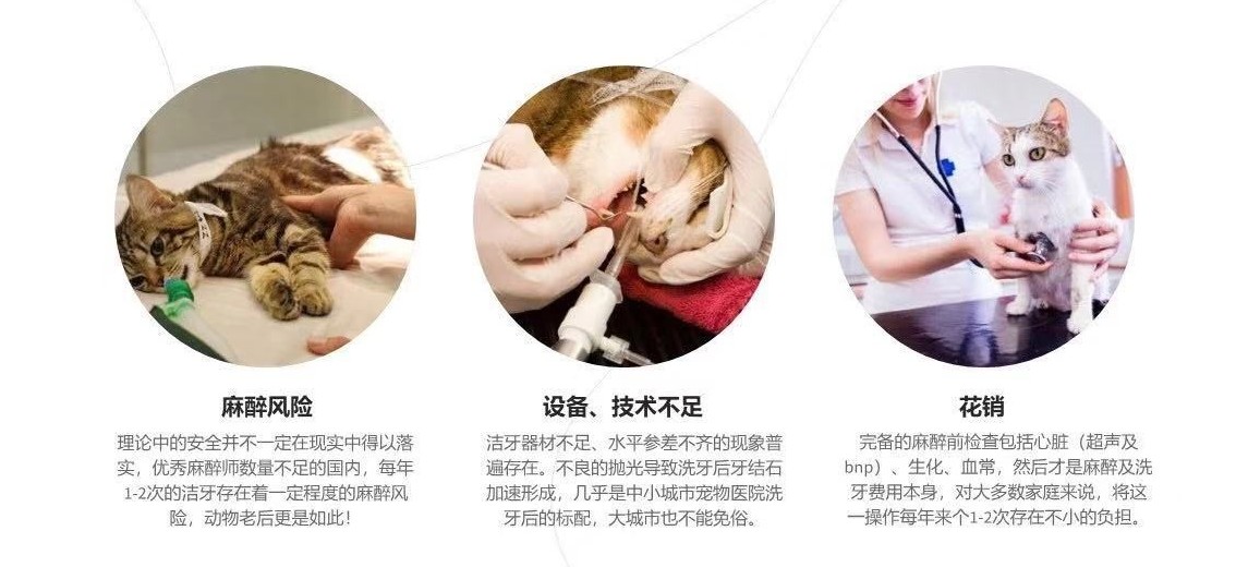 猫有牙周炎该怎么治疗,猫有牙龈炎怎么治疗