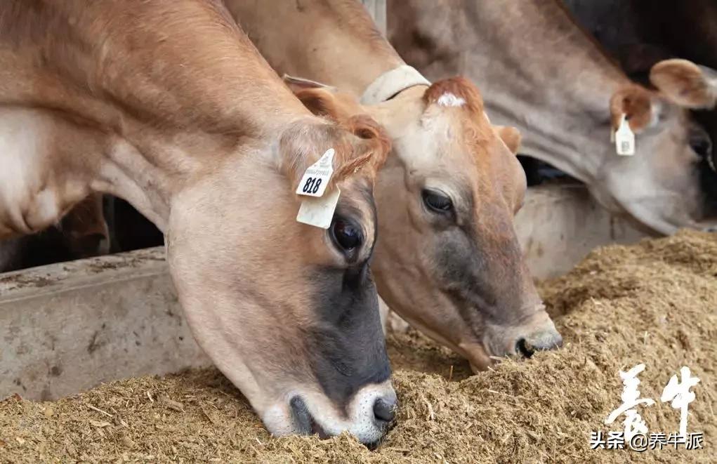 围产期该注意什么,围产期牛饲养方法